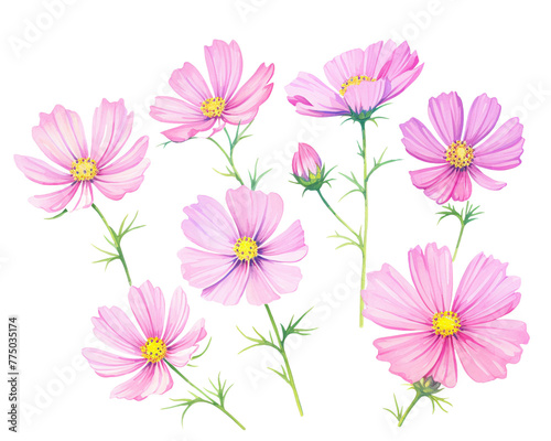 Cosmos flowers remove background   flowers  watercolor  isolated white background