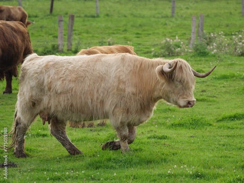 Closeup shot of highland cattle walking in the green field on a sunny summer day