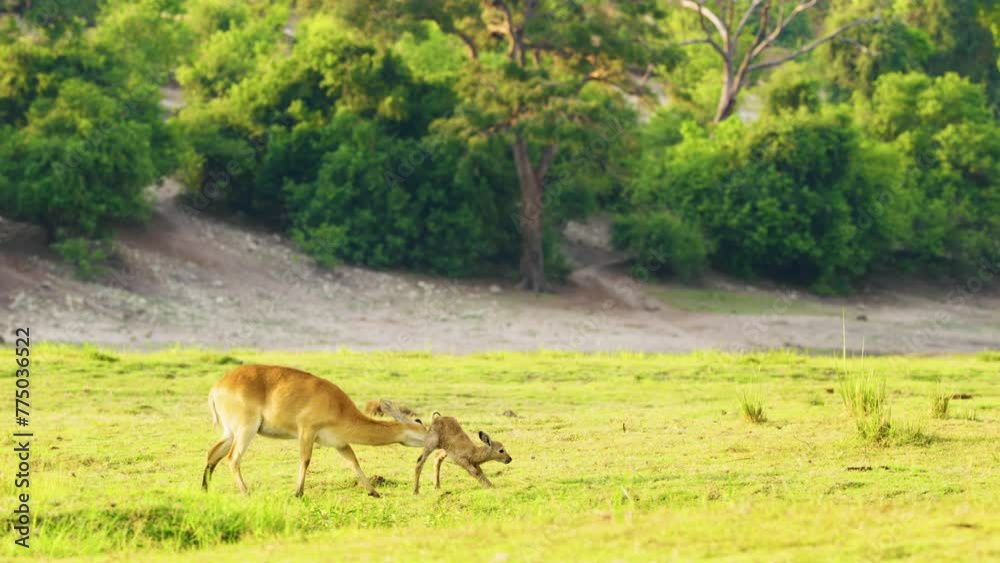 Eld's deer giving birth to a baby deer and licking its body at Chobe National Park, Botswana, South Africa Eld's deer giving birth to a baby deer and licking its body at Chobe National Park, Botswana, South Africa