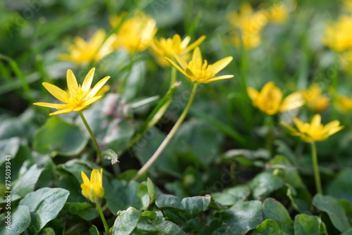 Seitlich Nahaufnahme von gelben Blüten, Scharbockskraut (Ficaria verna) photo