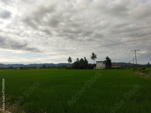Rice fields with green rice plants and cloudy skies.