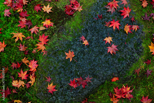 Red maple leaves on the fresh wet moss in Japan