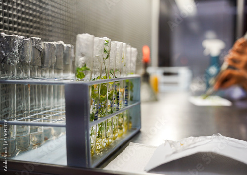 Plantas no laboratório em tubo