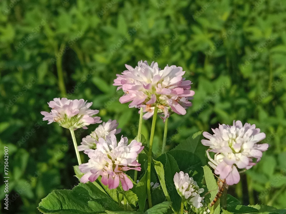 trifolium resupinatum l flower bunch or Bunch of flower of the Persian clover in the garden.pink trifolium flower with green background trifolium resupinatum l flower bunch or Bunch of flower of the Persian clover in the garden.pink trifolium flower with green background