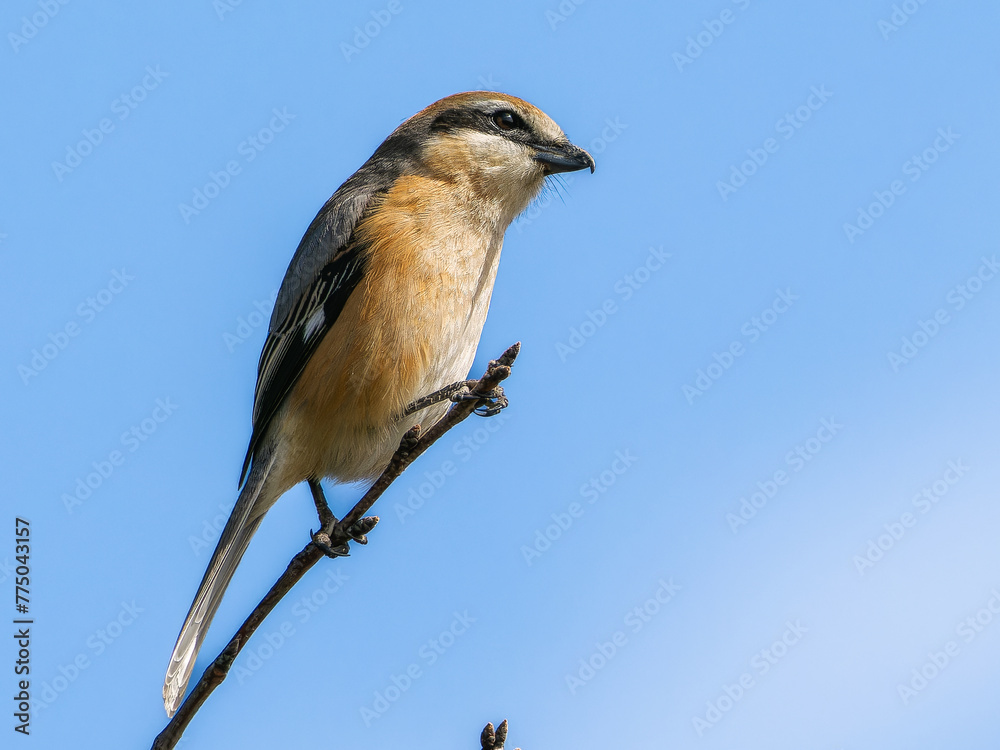 Fototapeta premium 木の枝にとまるモズ