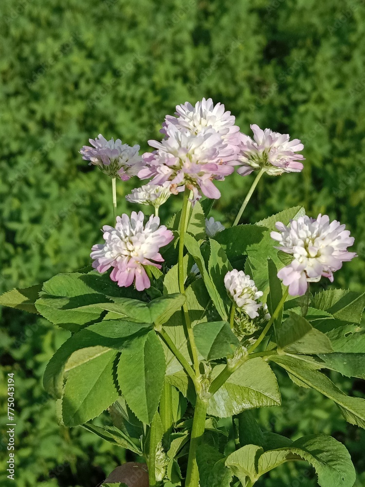 Obraz premium trifolium resupinatum l flower bunch or Bunch of flower of the Persian clover in the garden.pink trifolium flower with green background 