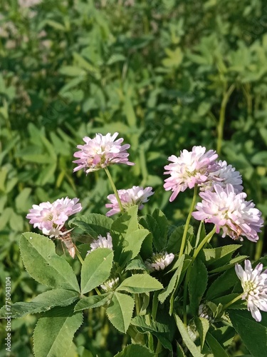 trifolium resupinatum l flower bunch or Bunch of flower of the Persian clover in the garden.pink trifolium flower with green background 