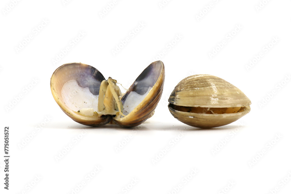 Closed up fresh baby clams, venus shell, shellfish, carpet clams, short necked clams, as raw food from the sea are the seafood ingredients. fresh clams Background. seafood.Isolated on white background Closed up fresh baby clams, venus shell, shellfish, carpet clams, short necked clams, as raw food from the sea are the seafood ingredients. fresh clams Background. seafood.Isolated on white background