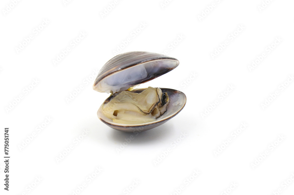 Closed up fresh baby clams, venus shell, shellfish, carpet clams, short necked clams, as raw food from the sea are the seafood ingredients. fresh clams isolated on white background. Closed up fresh baby clams, venus shell, shellfish, carpet clams, short necked clams, as raw food from the sea are the seafood ingredients. fresh clams isolated on white background.