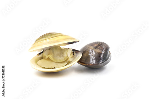 Closed up fresh baby clams, venus shell, shellfish, carpet clams, short necked clams, as raw food from the sea are the seafood ingredients. fresh clams isolated on white background.