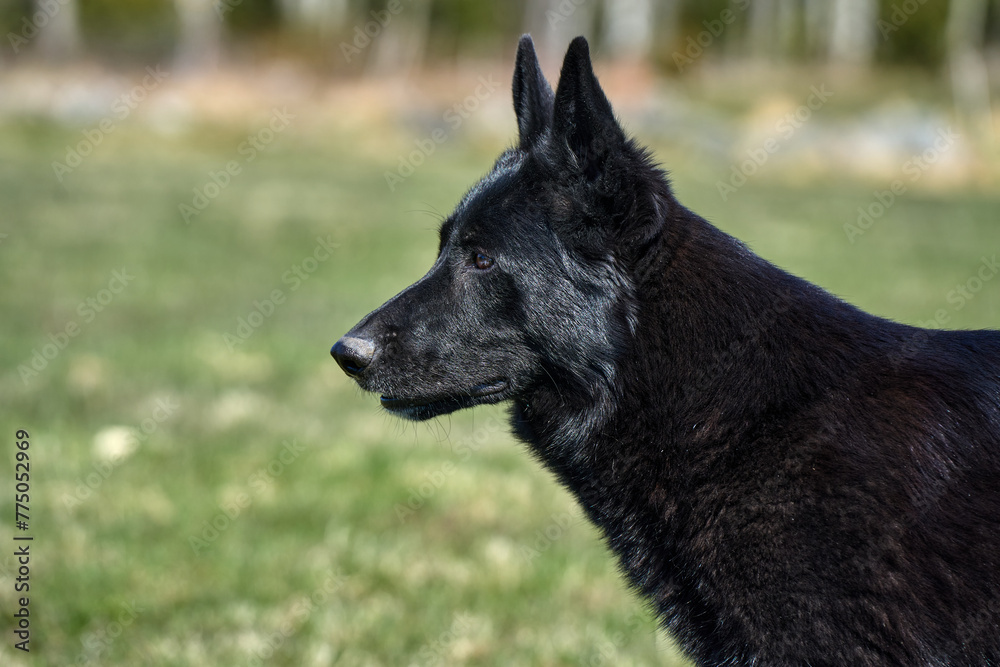 Portrait of a beautiful German Shepherd dog taken in a meadow on a sunny spring day in Skaraborg Sweden