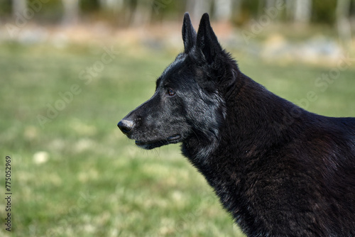 Portrait of a beautiful German Shepherd dog taken in a meadow on a sunny spring day in Skaraborg Sweden