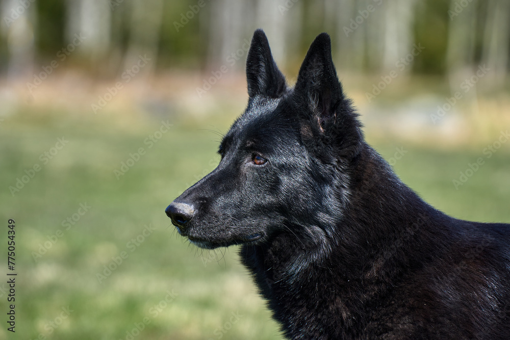 Portrait of a beautiful German Shepherd dog taken in a meadow on a sunny spring day in Skaraborg Sweden