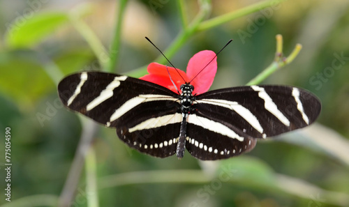 Zebra longwing Heliconius charitonius butterfly sitting on a flower in Mariposario del Drago Butterfly Park,Icod,Tenerife,Canary Islands,Spain.Selective focus. photo