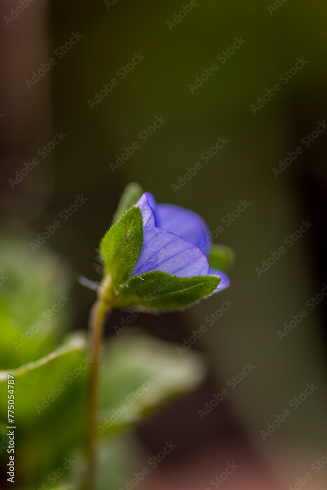Schöne Blumen blühen im Sonnenlicht Schöne Blumen blühen im Sonnenlicht