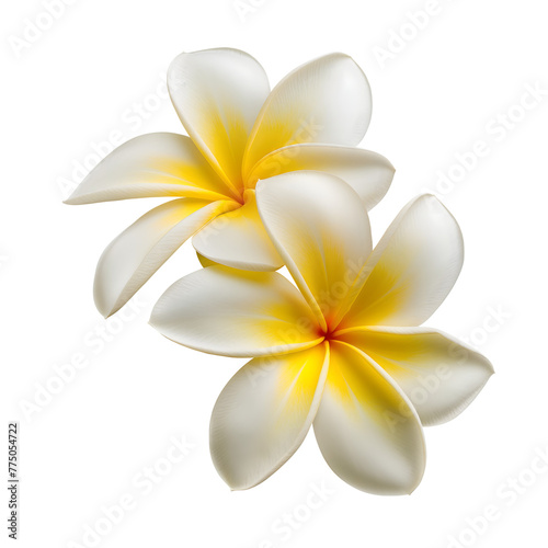 frangipani flower isolated on transparent background Generative Ai