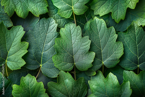 A detailed view of a cluster of lush green leaves