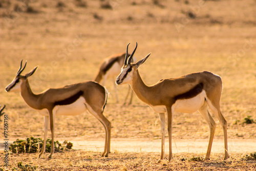 Springbok, Antidorcas marsupialis, in the dry riverbed of the Auob river in the Kalahari Desert in South Africa
