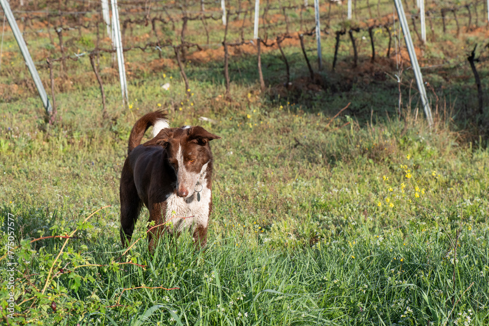 dog in the field looking at the ground concentrating on looking for ...