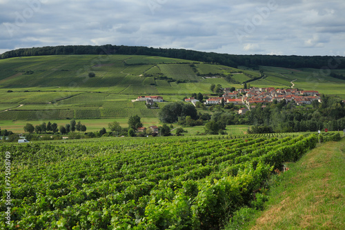 Vines in Champagne. Grapevine environment