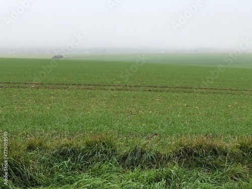 Hauts-de-France fields in the mist.