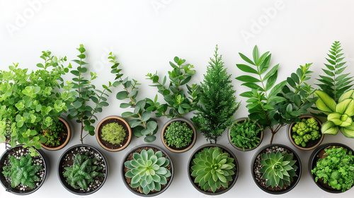 Assorted potted green houseplants arranged in a row on a white background, top view with copy space.