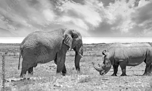 Ghost Elephant and White Rhino meet on the African plains - in black and white