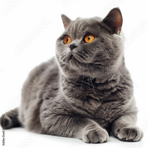 shorthair cat