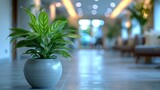 Green plant in a modern hospital room, soft natural lighting