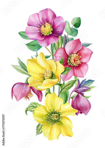 Summer floral. Wildflowers Hellebore on isolated white background. Watercolor hand drawn botanical illustration  flora