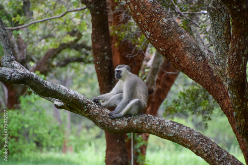 A vervet monkey on a tree in a nature reserve in Zimbabwe photo