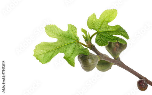 Young fig tree branch with fruits in spring isolated on white, clipping