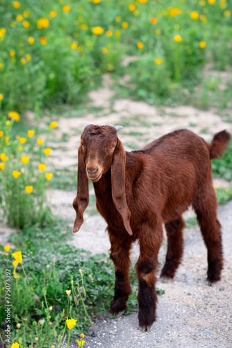 A young little goat of the Damascus goat breed. Cute brown Shami goatling. Farming and raising Shami goats to make halloumi cheese.