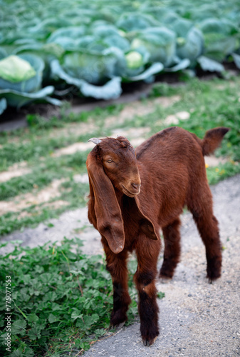 A young little goat of the Damascus goat breed. Cute brown Shami goatling. Farming and raising Shami goats to make halloumi cheese.