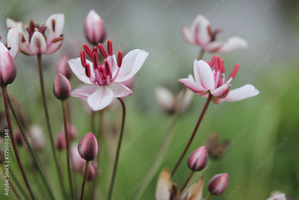 Obraz premium Photo of a Butomus umbellatus flower. High quality photo