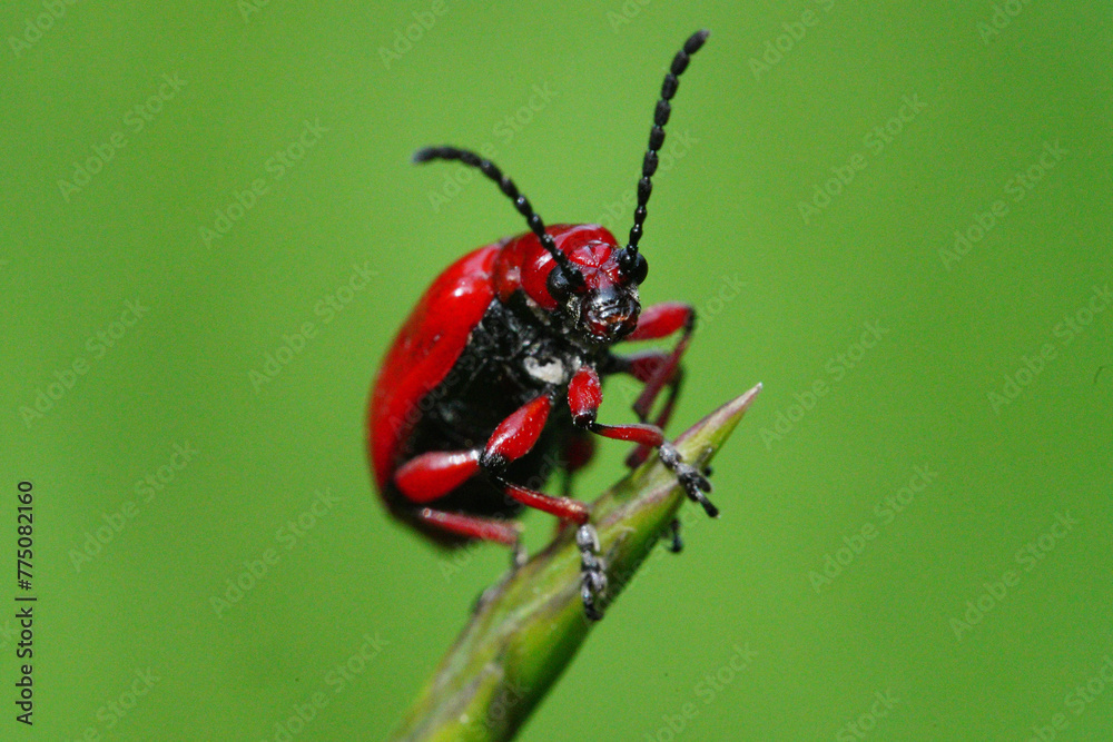 Lilioceris merdigera
Lilioceris merdigera
