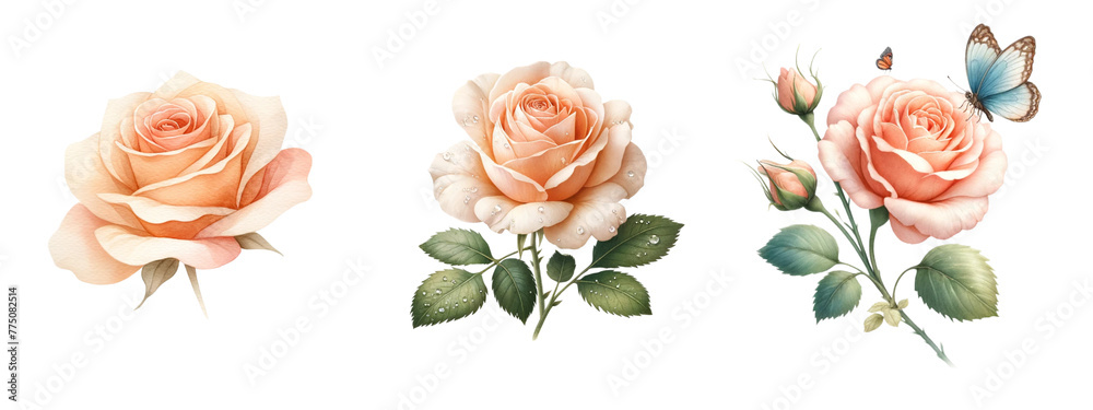 Peach Rose watercolor on white background Peach Rose watercolor on white background