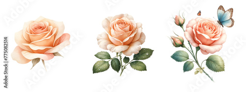 Peach Rose watercolor on white background