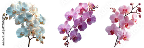 Orchid flower set PNG. Set of orchid flowers PNG. White orchid flower PNG. Pink flower top view. Fully bloomed pink and white orchid flower flat lay PNG