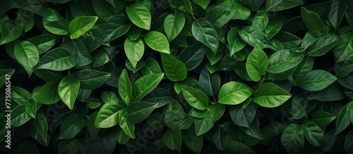 A vibrant, lush green plant with numerous leaves captured in a close-up view
