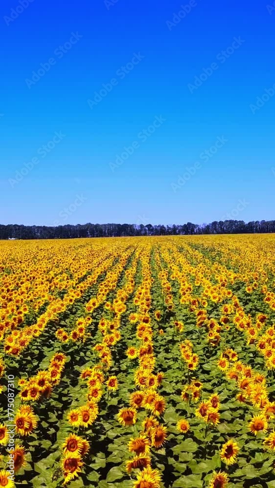 Movement of amazing sunflower fields and meadow under the blue sky in summer. Flight over the field with yellow sunflowers. Aerial view Vertical video Movement of amazing sunflower fields and meadow under the blue sky in summer. Flight over the field with yellow sunflowers. Aerial view Vertical video