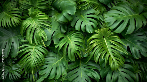 leafy green fern background .