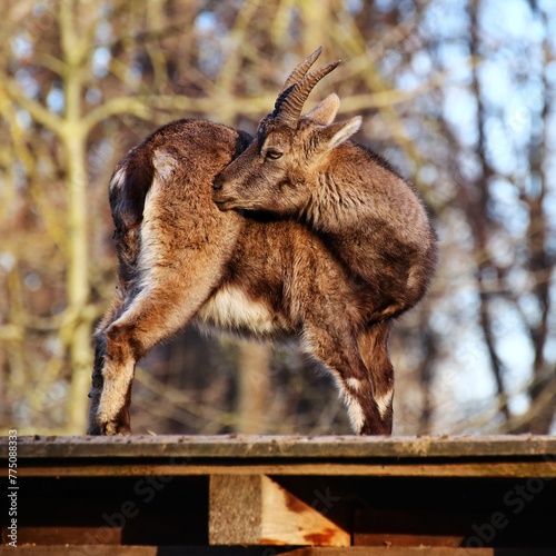 Alpine ibex (Capra ibex) grooming on roof of a wooden shed