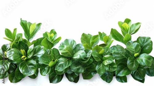 Green leaves of tropical plants, shrubby flower isolated on white background. Generative AI. photo