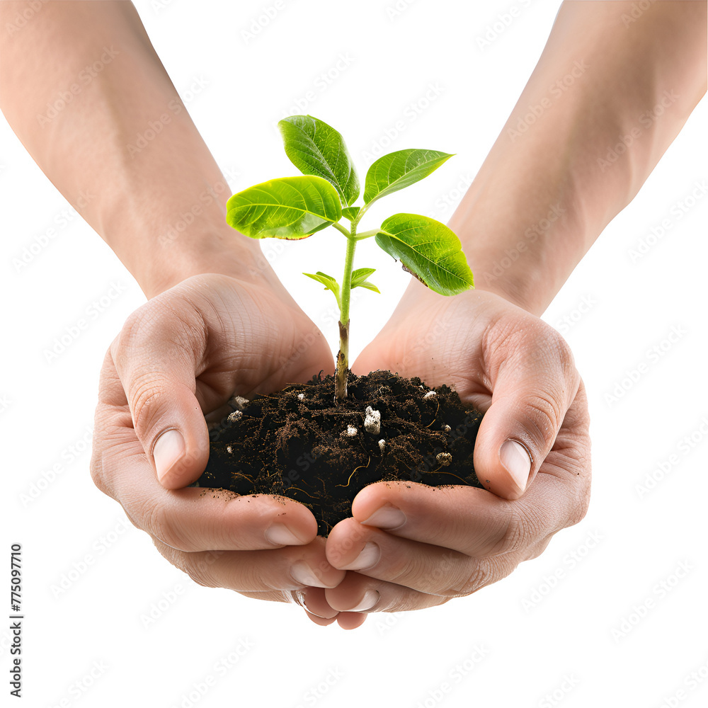 Planting and Protecting Trees: Hands Holding a Seedling for Earth Day, Isolated on Transparent Background, PNG Planting and Protecting Trees: Hands Holding a Seedling for Earth Day, Isolated on Transparent Background, PNG