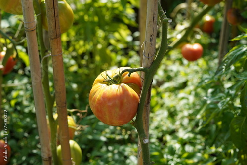 Obraz na plátně Big orange fleshy of beefsteak tomato growing  on a stem