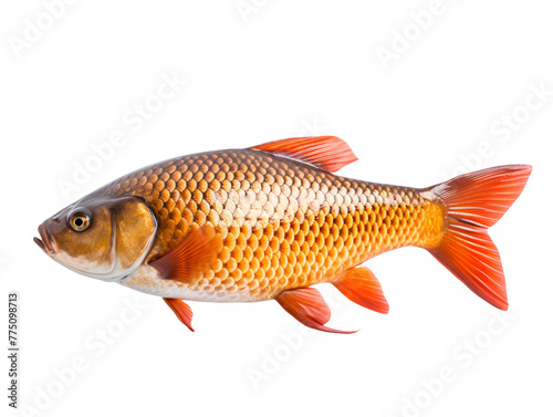 Carp fish isolated on transparent background, PNG available