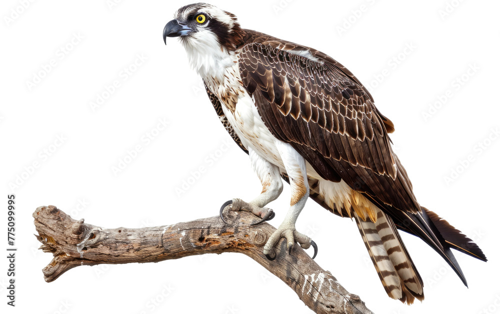 Fototapeta premium Avian Majesty: Osprey Rests on Woodland Perch isolated on transparent Background