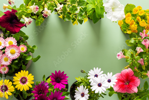 Spring decoration of a home balcony or terrace with flowers  frame from Osteospermum and Calceolaria  Mimulus and Petunia and Hedera on a green background  home gardening and hobbies  biophilic design