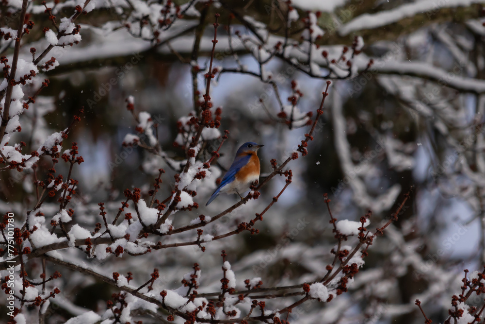This beautiful bluebird sat perched in the branches of the tree. His bright blue colors standing out from the snow that is clinging to the limbs. The orange rusty belly with a cute little white patch.